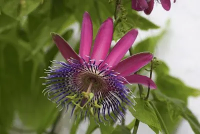 פאזל של passiflora