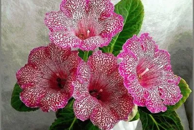 פאזל של flor