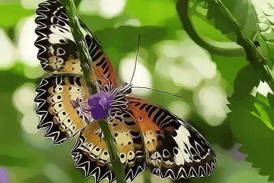 borboleta