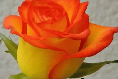 rosa jigsaw puzzle