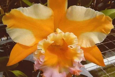 orquidario jigsaw puzzle