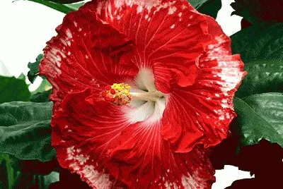 hibiscus jigsaw puzzle