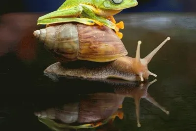 Frog