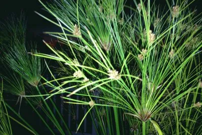 grasses jigsaw puzzle