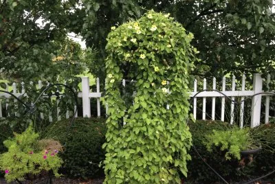 garden jigsaw puzzle