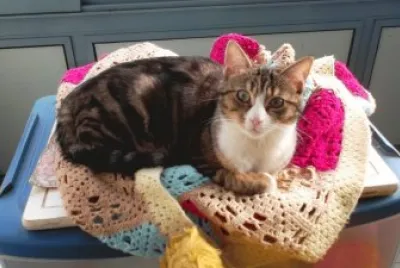 lovadoption