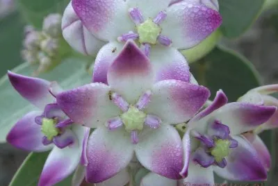 calotropis jigsaw puzzle