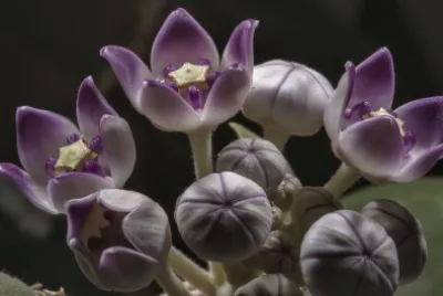 calotropis jigsaw puzzle