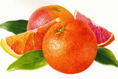Botanical Fruit jigsaw puzzle