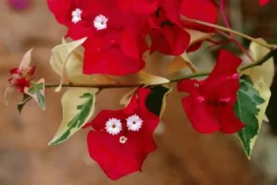 Santa Rita jigsaw puzzle