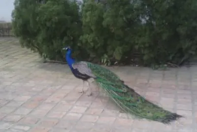 Pavo Real