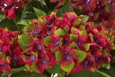 hydrangea jigsaw puzzle