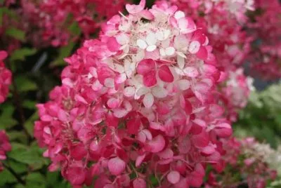 hydrangea jigsaw puzzle