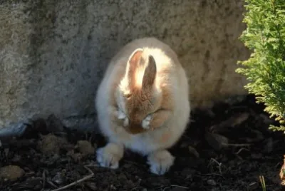 lapin