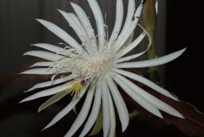 epiphyllum jigsaw puzzle