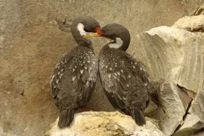 פאזל של Cormoranes en Puerto Deseado. Patagonia argentina