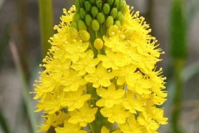 fleur