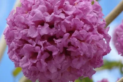 fleur