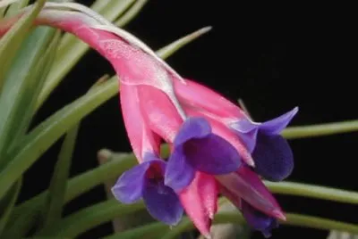 tillandsia