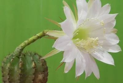 echinopsis