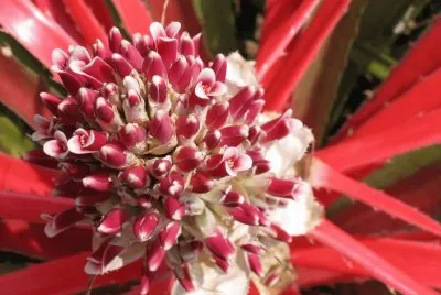 bromelia