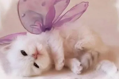 BUTTERCAT