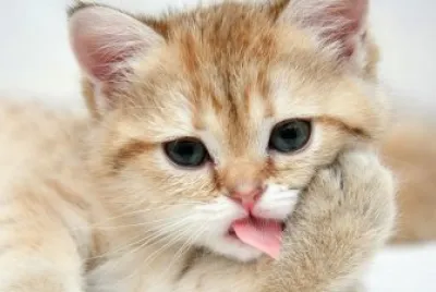 CUTE