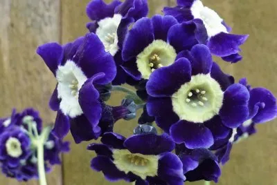 flor
