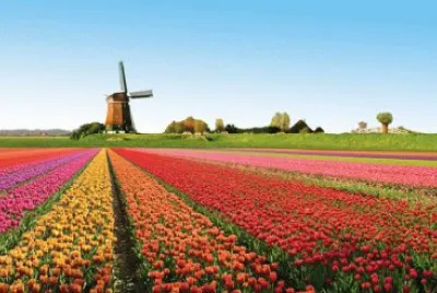 Los molinos y los tulipanes de Holanda jigsaw puzzle