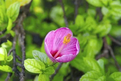 MANDRINETTE jigsaw puzzle