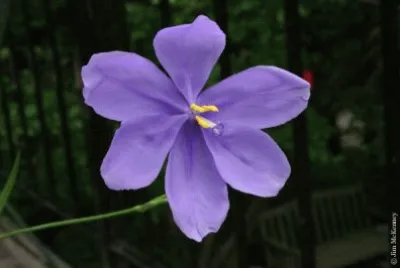 calydorea