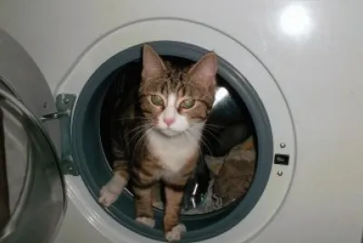 chat lave !