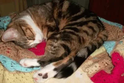 chat m 'a fatiguÃ©e !