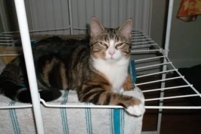 chat sÃ¨che mieux !