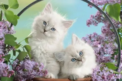 phoo y puterias jigsaw puzzle