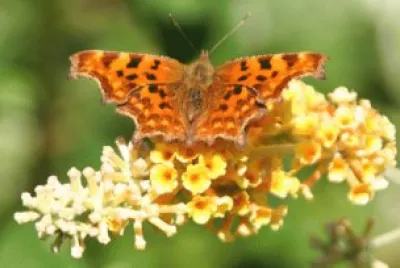 buddleia