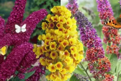 buddleia