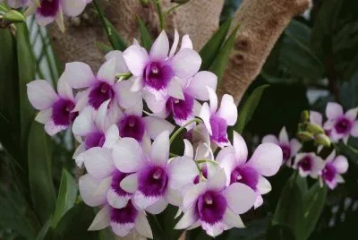 orquÃ­dea