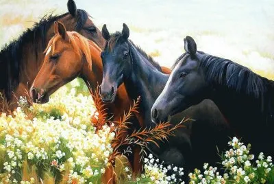 cavalos