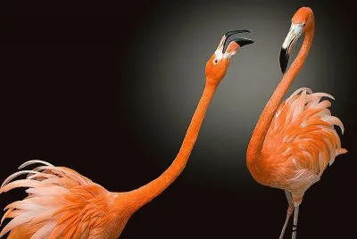 flamencos
