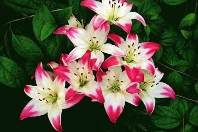 flor