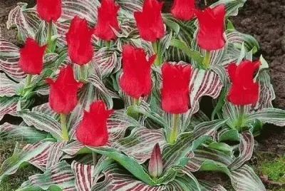 flor