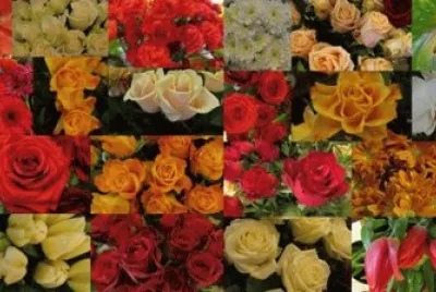 rosas