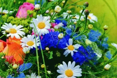 flores