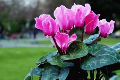 flor