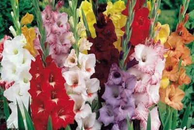 flores