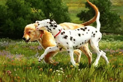 amor