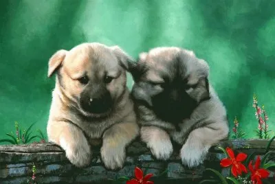 cÃ£ezinhos