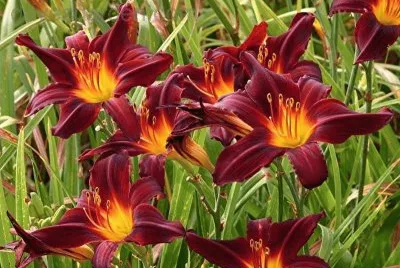 flor