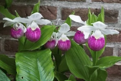 flores
